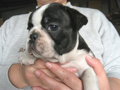 フレンチ・ブルドッグ