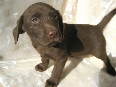 ラブラドール・レトリーバー