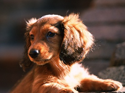 ミニチュア・ダックスフンド