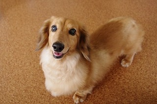 ミニチュア・ダックスフンド