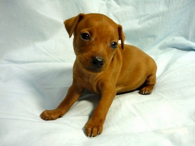 ミニチュア・ピンシャー