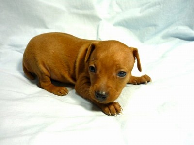 ミニチュア・ピンシャー