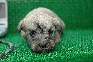 ミニチュア・シュナウザー