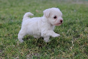 トイ・プードル